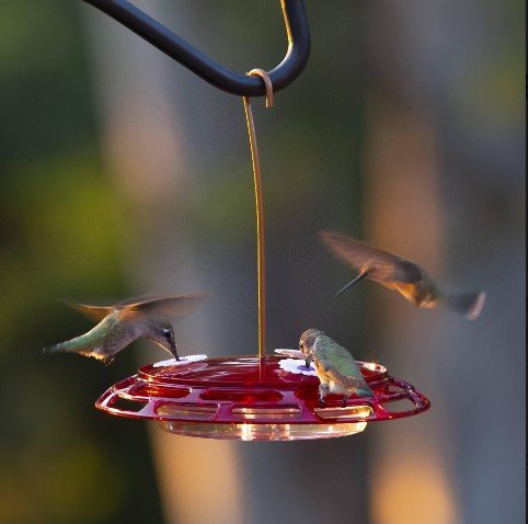 How to Attract Hummingbirds