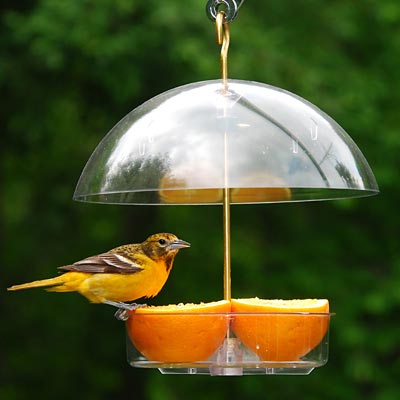 Domed Multi - use Seed Saver Bird Feeder - inthegardenandmore.com