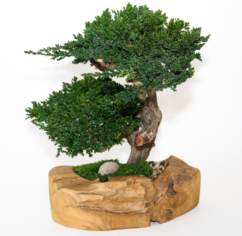 Double Bonsai In An Artisan Hand Carved Wood Bowl - inthegardenandmore.com