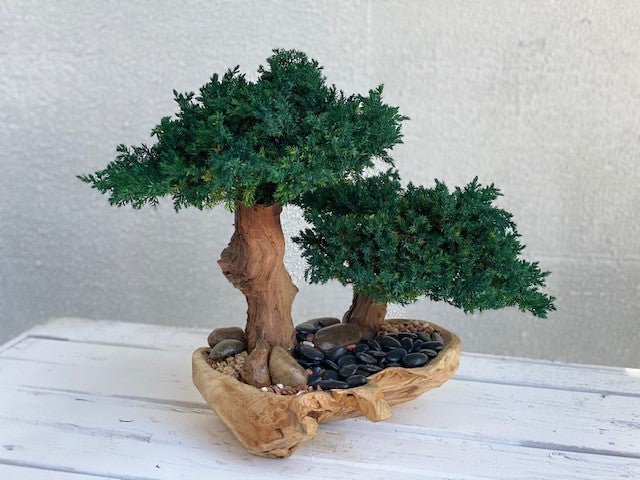 Double Bonsai In An Artisan Hand Carved Wood Bowl - inthegardenandmore.com