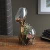 Hand Blown Molten Double Glass and Wood Root Sculptured Terrarium / Vase - inthegardenandmore.com