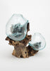 Hand Blown Molten Glass and Wood Root Sculptured Terrarium / Vase / Fish Bowl (10x8”) - inthegardenandmore.com