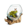 Hand Blown Molten Glass and Wood Root Sculptured Terrarium / Vase / Fish Bowl - Mini - inthegardenandmore.com