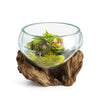 Mini Hand Blown Molten Glass and Wood Root Sculptured Succulent Bowl Terrarium (6”x6”) - inthegardenandmore.com