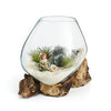 Small Hand Blown Molten Glass and Bleached Wood Root Sculptured Terrarium / Vase / Fish Bowl - inthegardenandmore.com