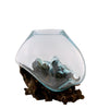 Small Hand Blown Molten Glass and Dark Wood Root Sculptured Terrarium / Vase / Fish Bowl - inthegardenandmore.com