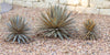 Yucca Succulent Plant Metal Yard Art Sculpture - inthegardenandmore.com